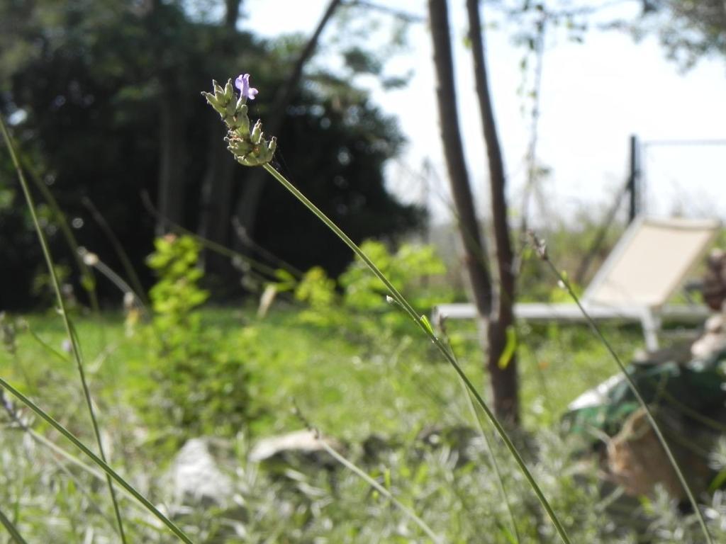 Pensjonat Locanda Di Terramare Gabbro Zewnętrze zdjęcie